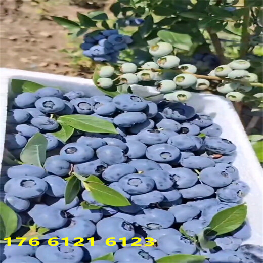 南方露天种植地栽中晚熟蓝莓苗育苗基地