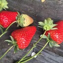 山东甜宝草莓苗价格，地理性标志草莓苗甜宝