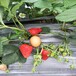 湖南红颜草莓苗报价，大叶红颜草莓苗