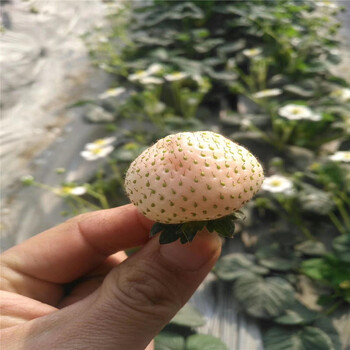 淡雪草莓苗品種介紹