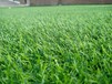 北京运动人造草坪出售假草坪批发价格