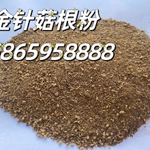 烘干金针菇根粉