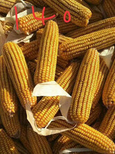 甘肃省中创科农国际种子有限公司图片