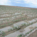 陕西固沙剂玉米固沙剂防风护苗保护庄稼