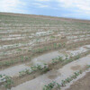 新疆固沙劑棉花農田固沙劑防風護苗