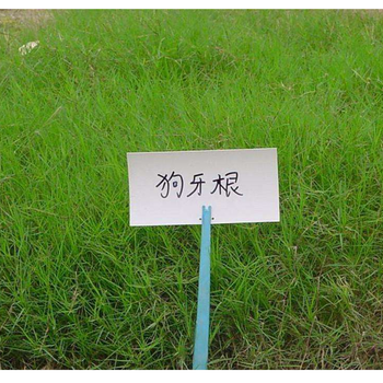 护坡草种狗牙根园林绿化草坪种子混播草种
