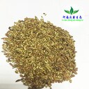 山東濟南眾鑫草坪護坡種子紫穗槐灌木草種耐旱生命力強