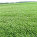安徽合肥高羊茅种子园林草坪绿化山体道路护坡草种