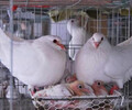 養殖肉鴿，乳鴿