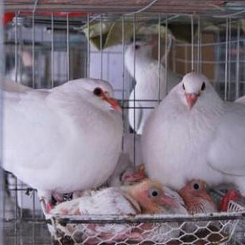 養殖肉鴿，乳鴿