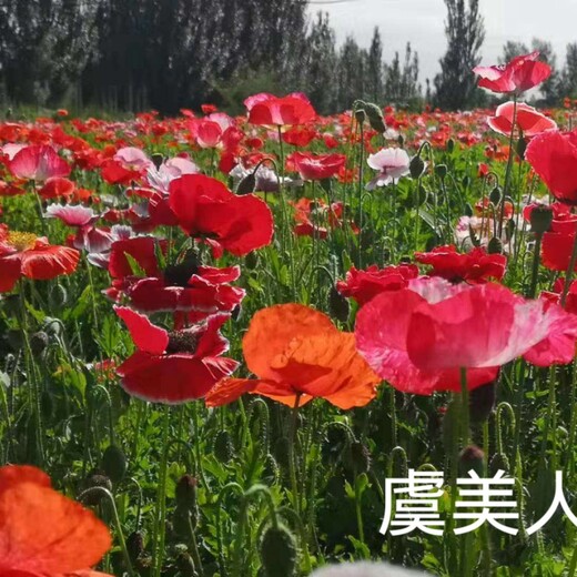 红花虞美人种子做花海美丽