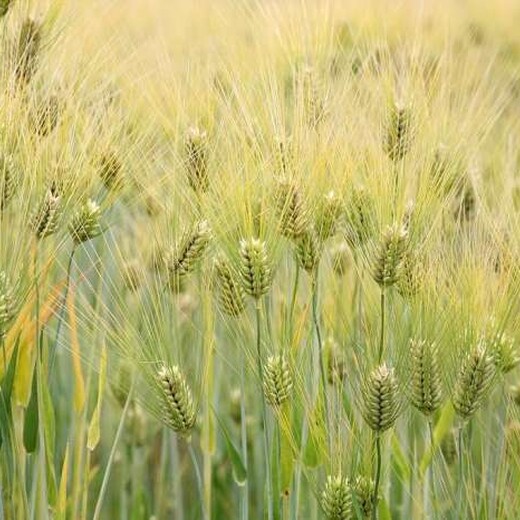 供应品种型大麦种子价格合理