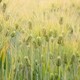 批发大麦种子用途广产品图