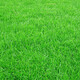 绿化草坪种子图