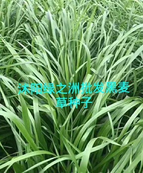 喂魚牧草種子喂草魚牧草選擇什么品種