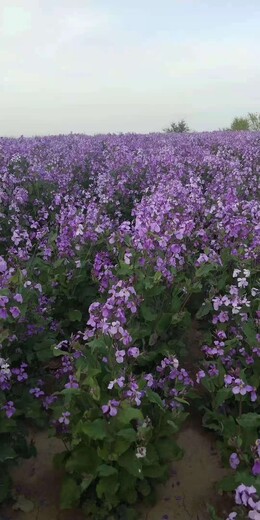 供应蓝香芥种子供应欧亚香花芥种子