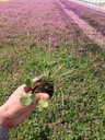 紅花酢漿草根莖和苗子的種植密度