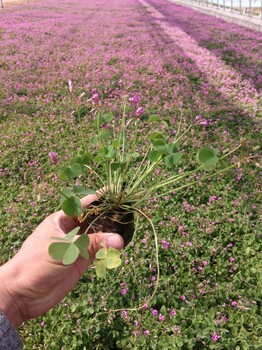 紅花酢漿草根莖和苗子的種植密度