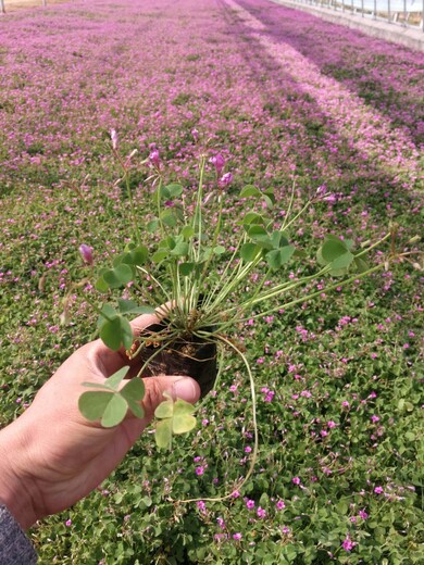 紅花酢漿草根莖和苗子的種植密度