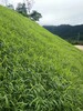 護坡草坪種子綠化草籽價格便宜實惠的品種