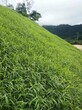 陕西进口早熟禾草籽复绿快图片