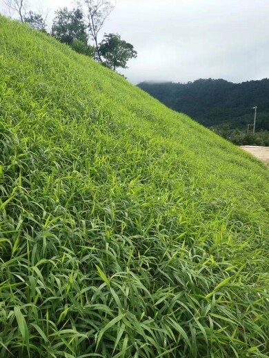 山西早熟禾草籽各种国内包邮