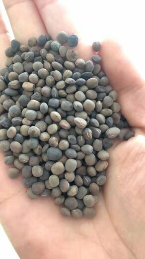 绿肥种子野豌豆种子成吨批发