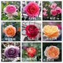 盆栽月季花批發(fā)工程月季供應(yīng)