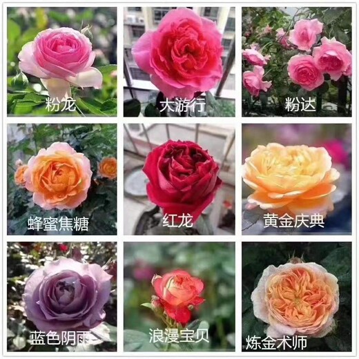 品种月季花大量批发上市