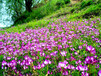 花草种子紫云英种子种植时间和种子价格