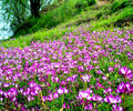 花草種子紫云英種子種植時間和種子價格
