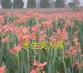 水生美人蕉种子种苗供应