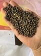 野豌豆種子果園綠肥種植好選擇圖片