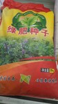 綠肥種子野豌豆種植效果好