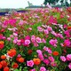 花卉组合四季野花种子质量好产品图