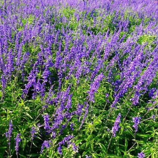 蓝花鼠尾草红花鼠尾草种子供应