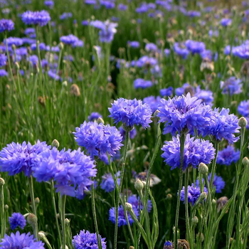 蓝色花朵矢车菊花海种子实时报价