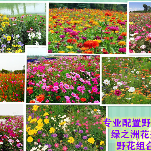 花卉组合四季野花种子规格多
