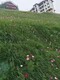 护坡草坪花
