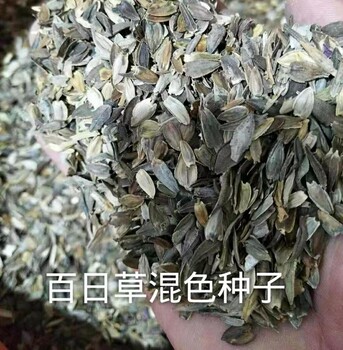 金色百日菊花籽正在批发