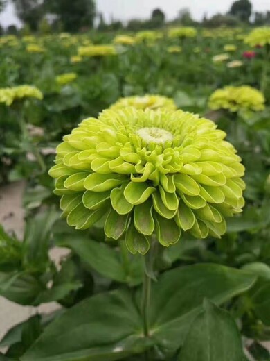 百日草花色多百日草种子价格百日草花海种植