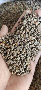 苦荞麦种子价格种植时间和用途