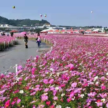 波斯菊种子价格批发开花速度快