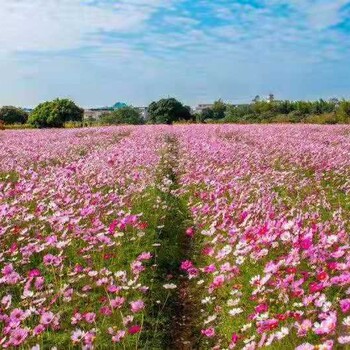 波斯菊草花种子多少钱一斤我处批发