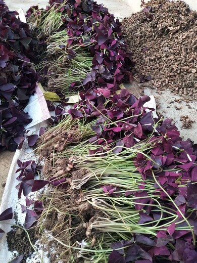 紫叶酢浆草种球国标种子