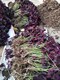 紫叶酢浆草种球批发图