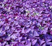 紫叶酢浆草种球批发站