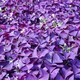供应紫叶酢浆草种球咨询处图