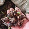 紅花酢漿草種球一斤多少個芽