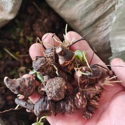 红花酢浆草种球一斤多少个芽